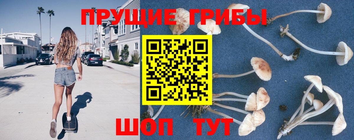Галлюциногенные грибы Psilocybine cubensis Белгород